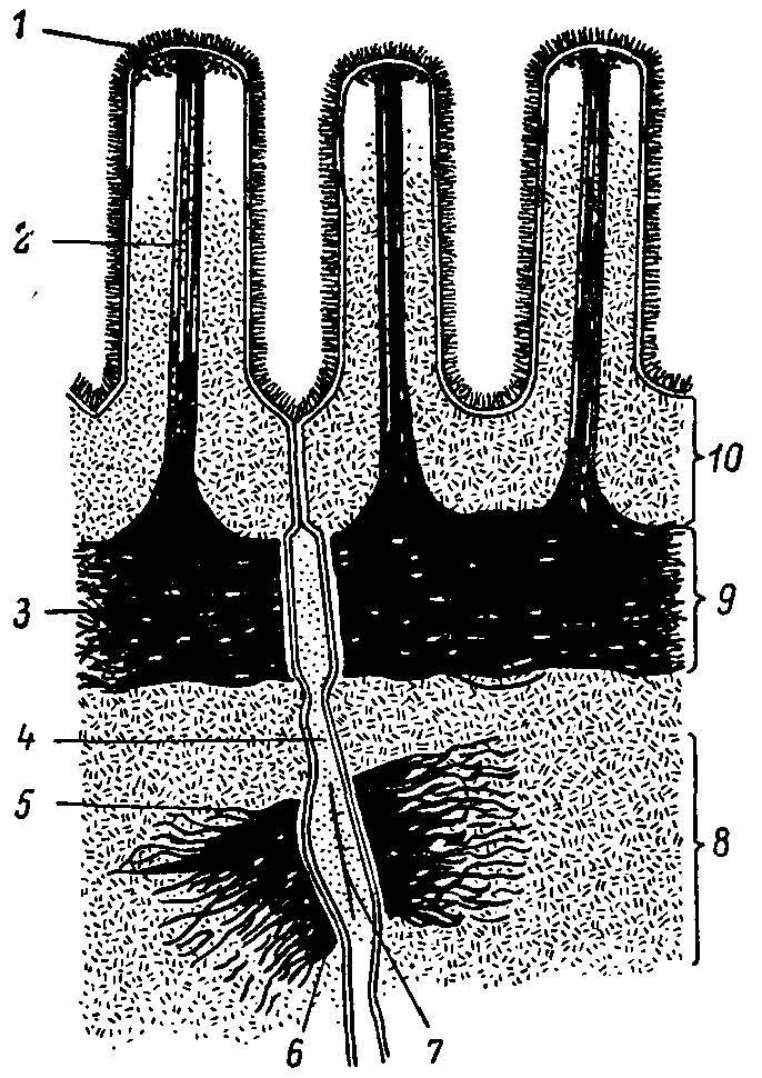 Естественные технологии биологических систем - _32.jpg