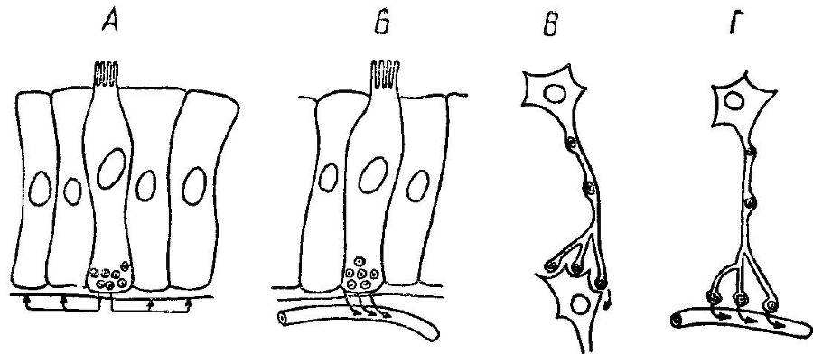 Естественные технологии биологических систем - _34.jpg