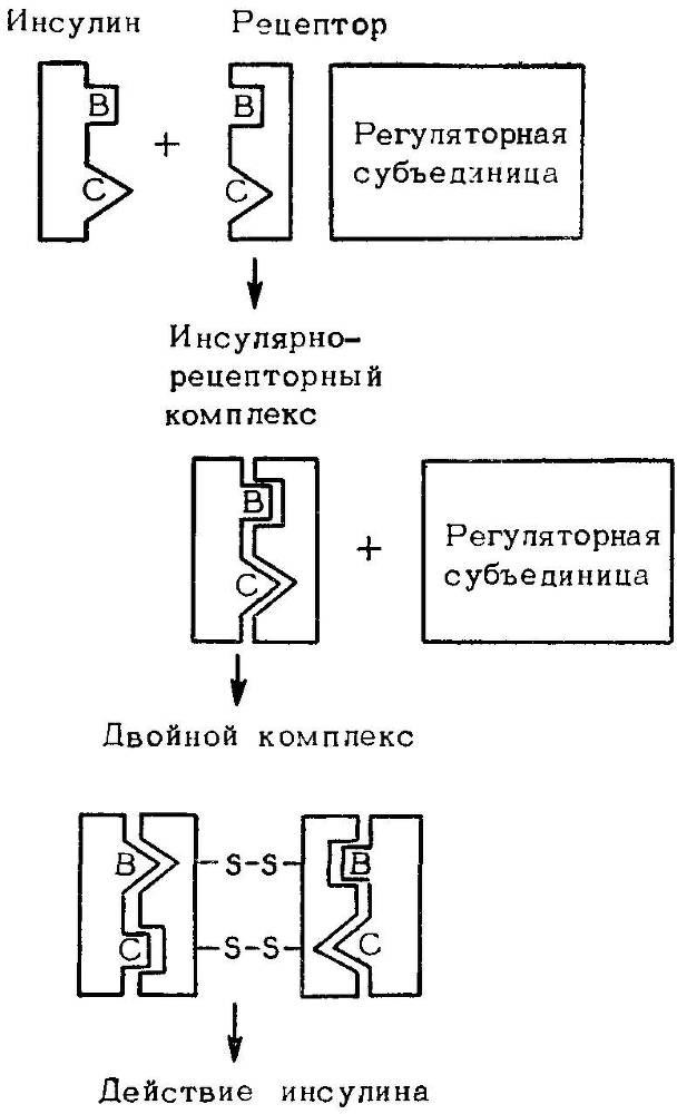 Естественные технологии биологических систем - _39.jpg