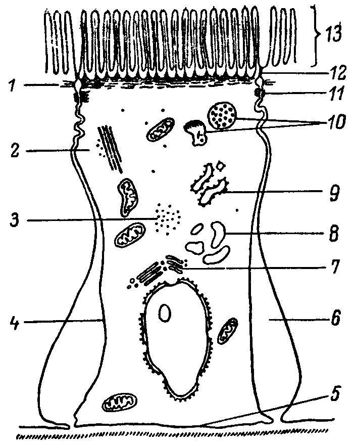 Естественные технологии биологических систем - _31.jpg