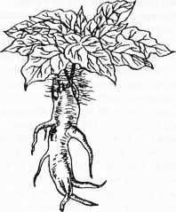 Гипотезы и заблуждения, о которых должен знать современный человек - i_060.jpg