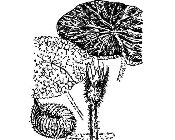 О чем говорят названия растений - i_042.png