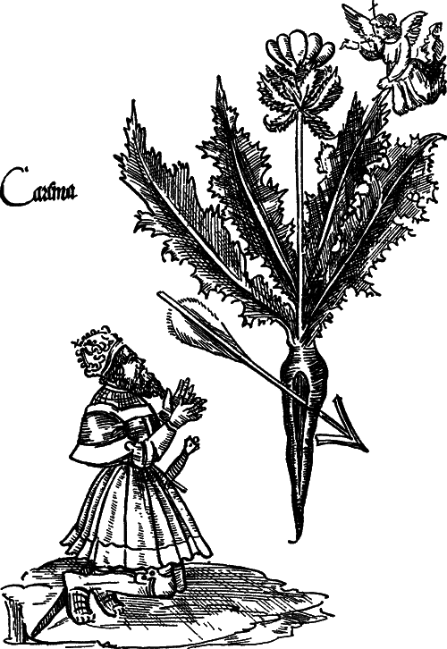 О чем говорят названия растений - i_047.png