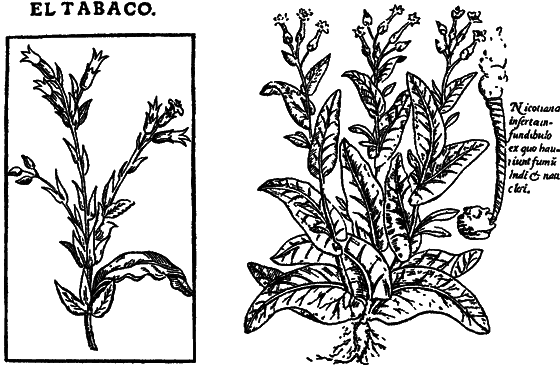 О чем говорят названия растений - i_048.png