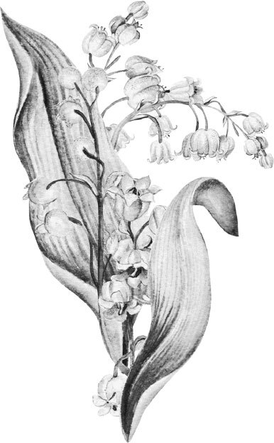 Леди Сьюзен - i_002.jpg