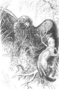 Горностай - _39.jpg