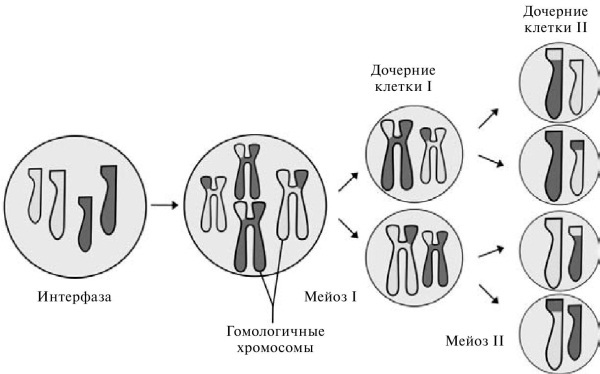 Удивительная генетика
 - i_017.jpg