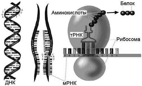 Удивительная генетика
 - i_025.jpg