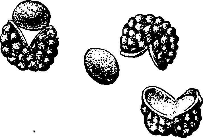 Большая энциклопедия кулинарного искусства. Все рецепты В.В. Похлёбкина - img_11.png