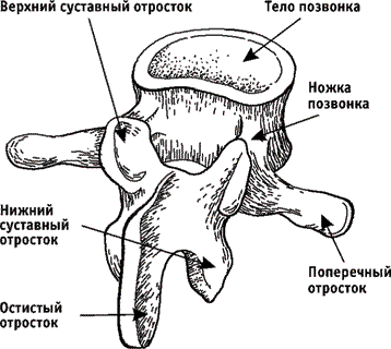 Лечебная гимнастика для позвоночника - i_002.png