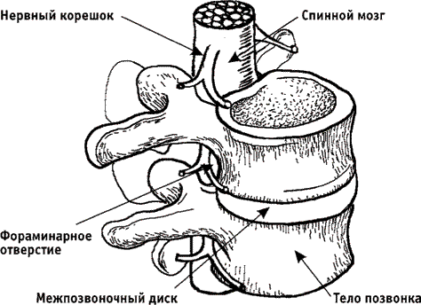 Лечебная гимнастика для позвоночника - i_003.png