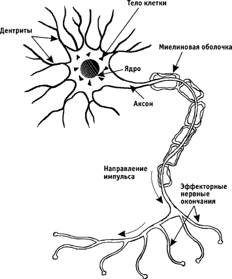 Лечебная гимнастика для позвоночника - i_005.png