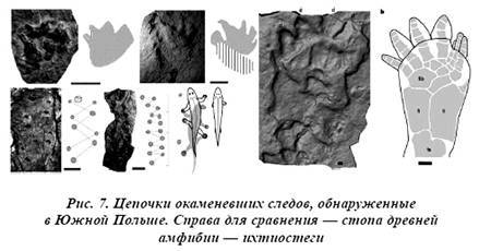 Тайная родословная человека. Загадка превращения людей в животных - i_007.jpg