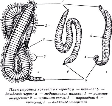 Секреты гирудотерапии - i_028.jpg