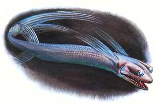 Рыбы - _40.jpg_0