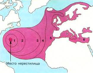 Рыбы - _59.jpg