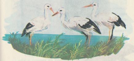 Рассказы о зоопарке - i_028.jpg