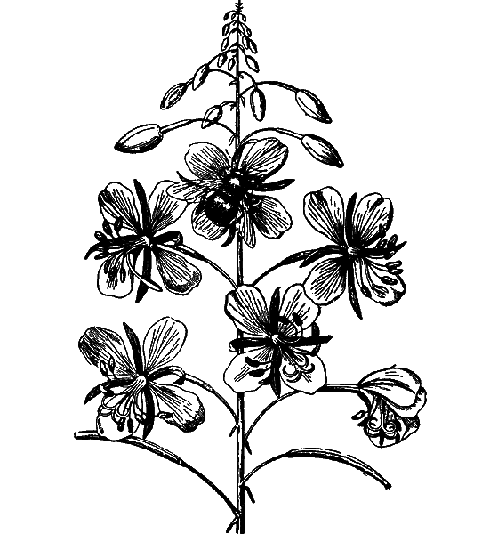 Гомункулус - i_076.png