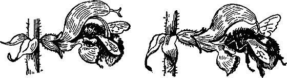 Гомункулус - i_077.png