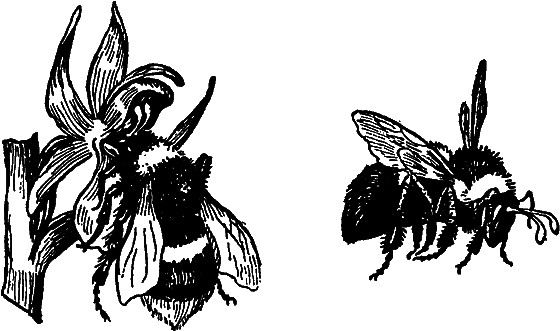 Гомункулус - i_078.png