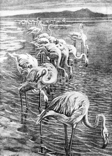 Гомункулус - i_112.jpg