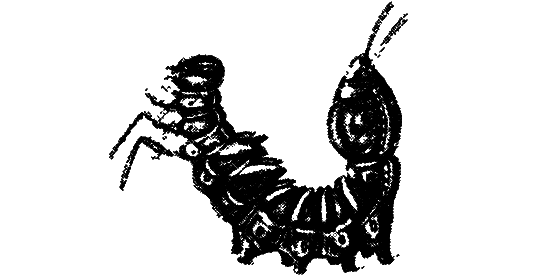 Гомункулус - i_161.png