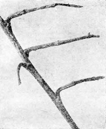 Гомункулус - i_165.jpg