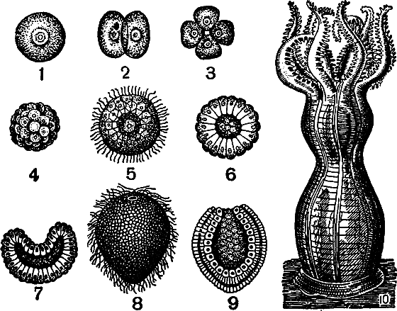 Гомункулус - i_190.png