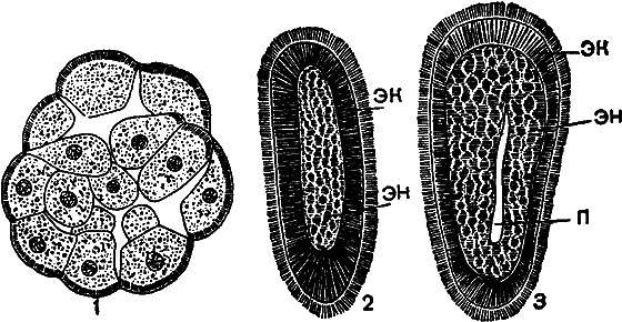 Гомункулус - i_227.png