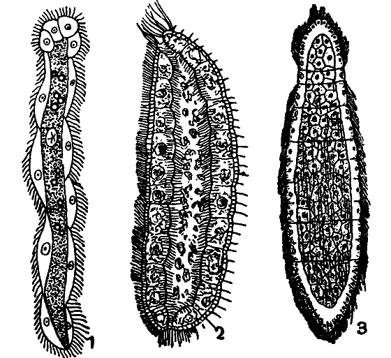 Гомункулус - i_229.png