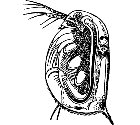 Гомункулус - i_233.png