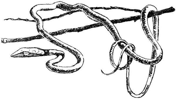 Змеи-гиганты и страшные ящеры - i_007.jpg