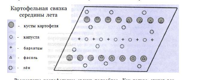 Меланжевый огород (СИ) - i_014.jpg