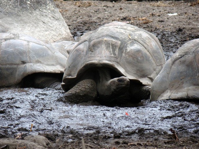 Африканские истории (СИ) - _27.jpg