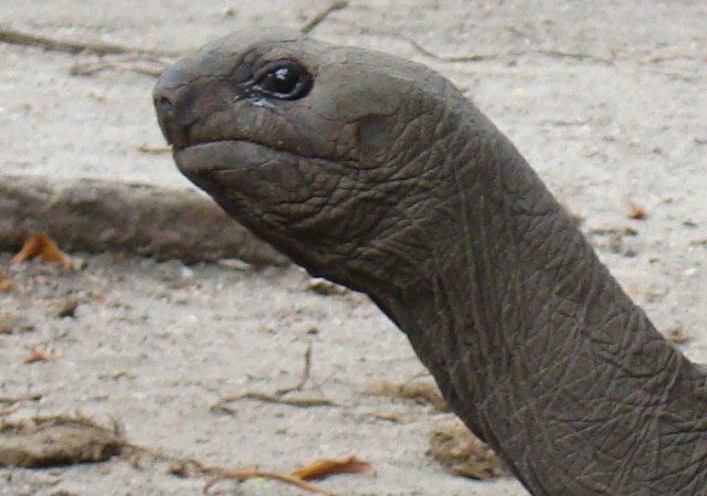 Африканские истории (СИ) - _19.jpg