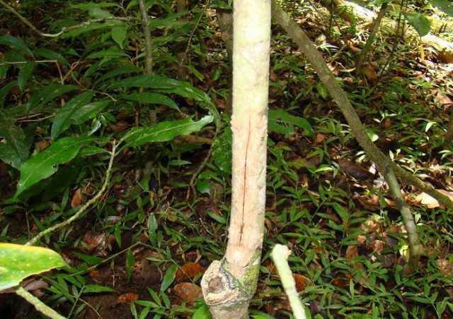 Африканские истории (СИ) - _32.jpg