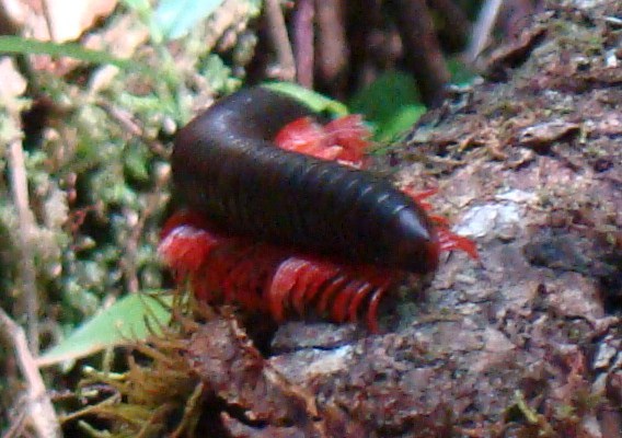 Африканские истории (СИ) - _33.jpg