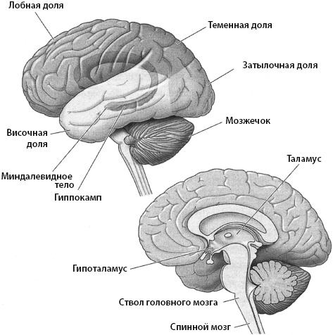 Тайны мозга вашего ребенка - _05.png