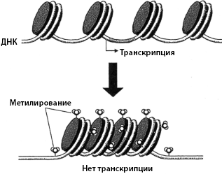 Тайны мозга вашего ребенка - _12.png