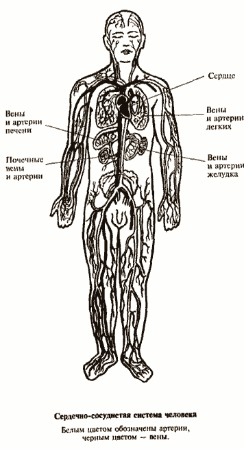 Золотые правила здоровья - i_001.png