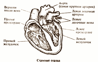 Золотые правила здоровья - i_002.png