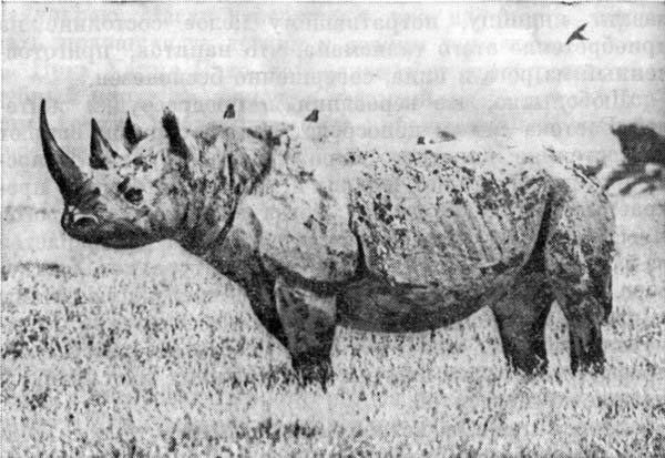 Африканский рай - fuentes0091.jpg