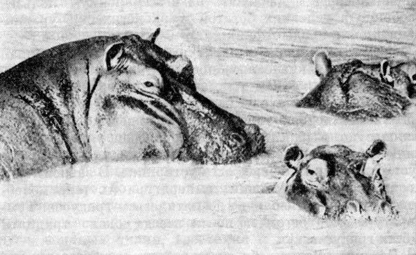 Африканский рай - fuentes0153.jpg