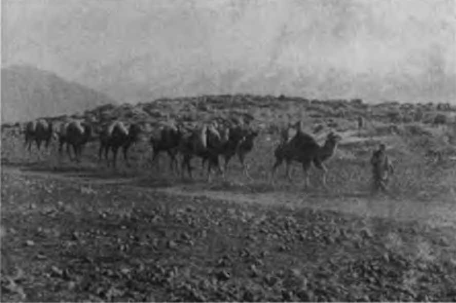 Казаки на Кавказском фронте 1914–1917 - i_006.jpg