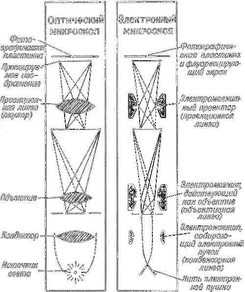 Мир микробов - i_029.png