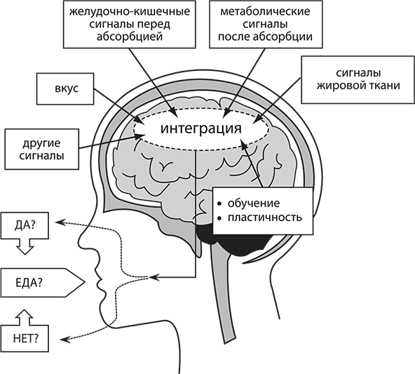 Лишний вес – из головы! Диета для умных - i_014.png