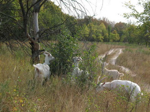 Гид по Лысой Горе (СИ) - _22.jpg