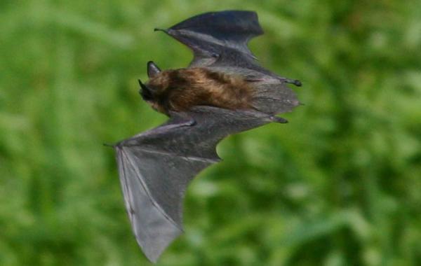 Гид по Лысой Горе (СИ) - _28.jpg