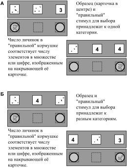 О чем рассказали «говорящие» обезьяны: Способны ли высшие животные оперировать символами? - i_008.png