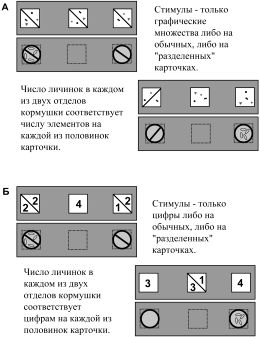 О чем рассказали «говорящие» обезьяны: Способны ли высшие животные оперировать символами? - i_009.png